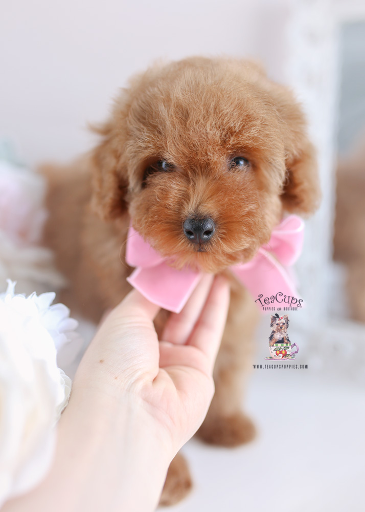 Toy Poodles For Sale Teacups, Puppies & Boutique