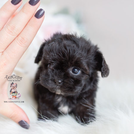 Maltipoo and Designer Breed Puppies For Sale | Teacup Puppies & Boutique