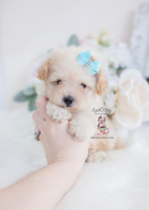 Cream Toy Poodle Puppy For Sale