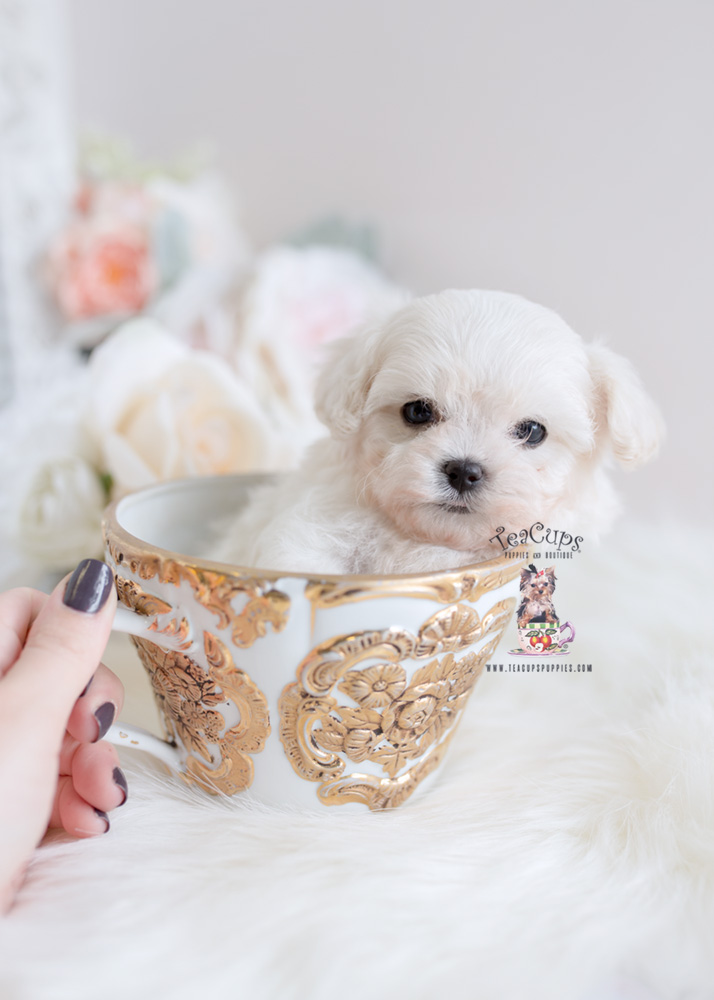 Maltipoo-puppy-for-sale-teacup-puppies-307-a | Teacup Puppies & Boutique