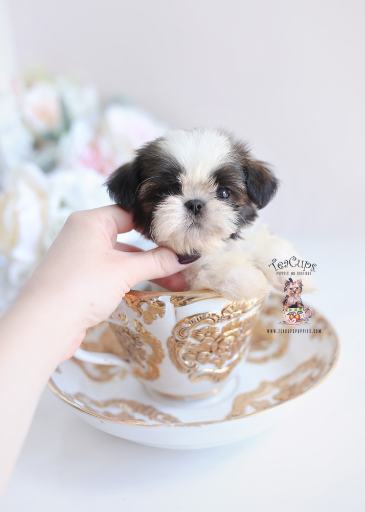 toy shih tzu puppies for sale
