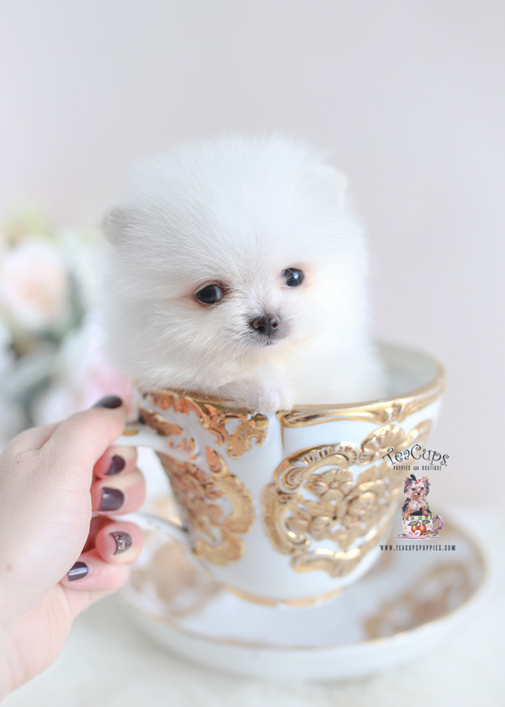 Teacup Pomeranian Breeder | Teacup 