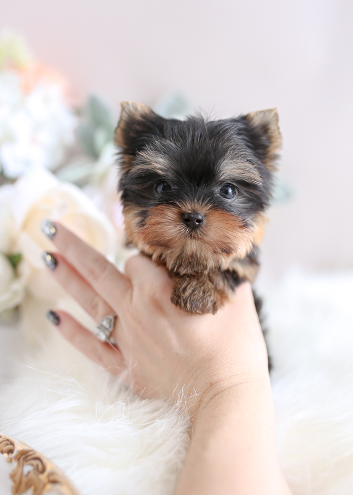 Teacup Yorkies Miami Teacup Puppies And Boutique