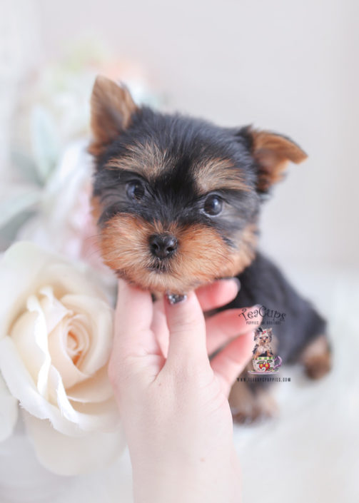 Toy or Teacup Yorkies for sale | Teacups, Puppies & Boutique