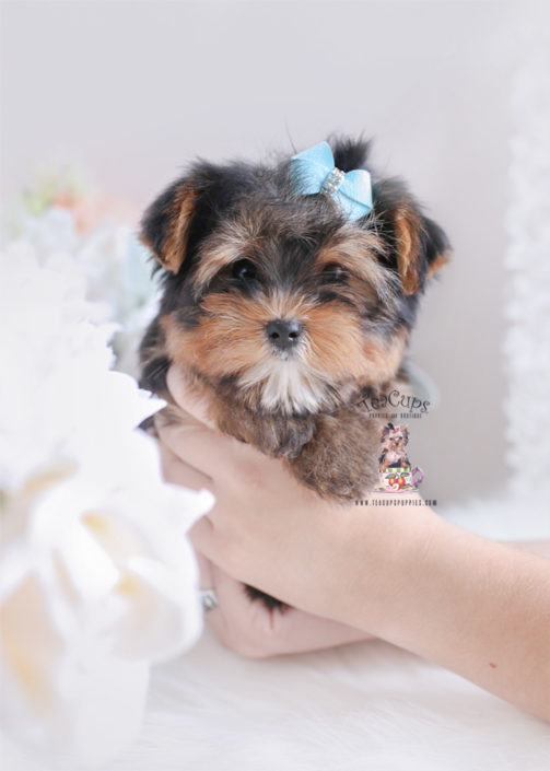 yorkie bear puppies sale