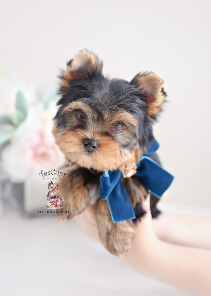 Yorkie Puppies For Sale Miami Teacup Puppies And Boutique