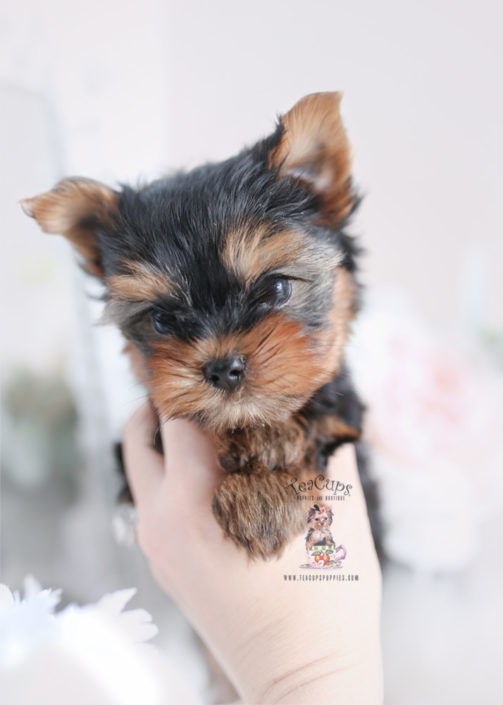 Toy or Teacup Yorkies for sale | Teacups, Puppies & Boutique