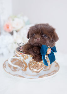 Chocolate Shih Tzu Breeder