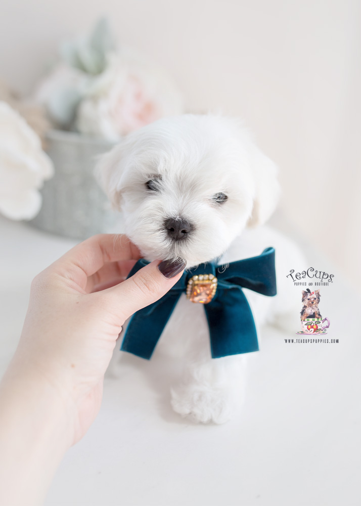 Maltese-puppy-for-sale-teacup-puppies-373-b | Teacup Puppies & Boutique