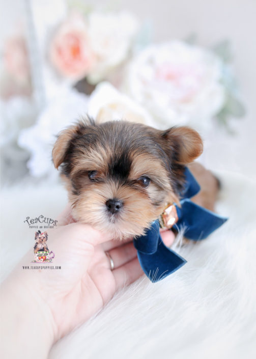 Morkie Puppies and Designer Breed Puppies For Sale by ...