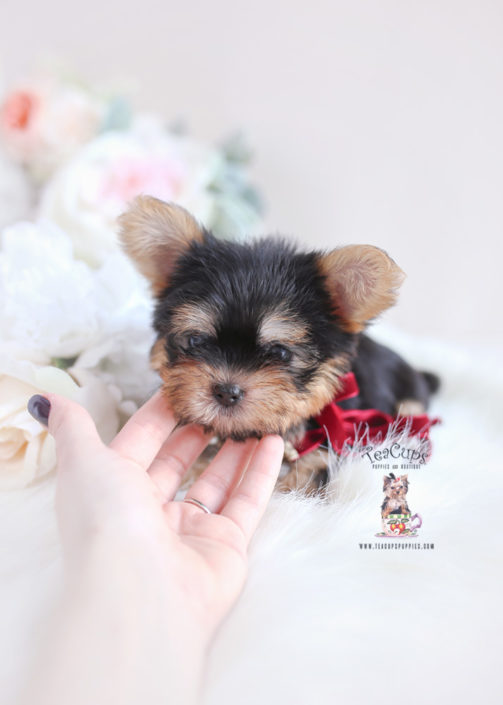 Morkie Puppies and Designer Breed Puppies For Sale by TeaCups Puppies ...