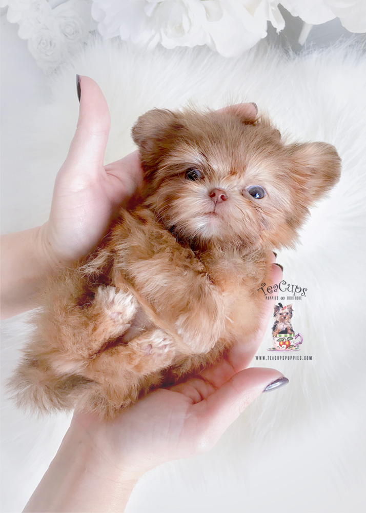 teacup shih tzu puppies for sale