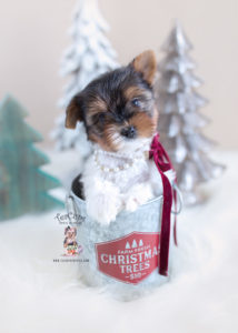 Christmas Biewer Yorkie Puppy