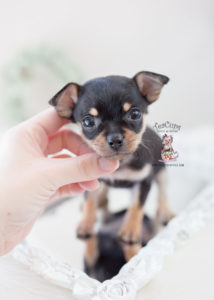 Teacup Puppies Chihuahua