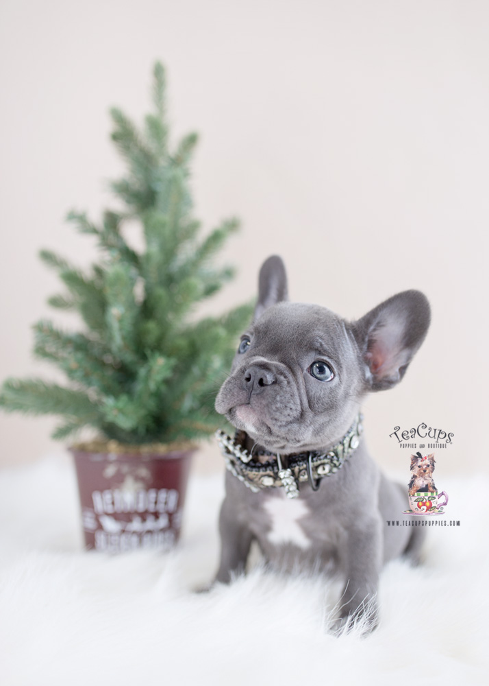 Blue Female Frenchie Puppies For Sale in Davie Florida | Teacups ...