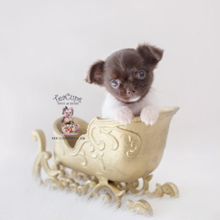 Teacup Chihuahua Breeder FL | Teacup Puppies & Boutique