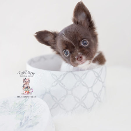 Merle Chihuahua Puppies | Teacup Puppies & Boutique