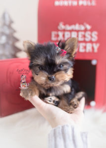 Christmas Yorkie Puppy For Sale