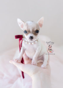 Teacup Chihuahua puppies for sale