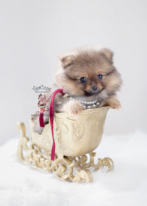 Pomeranian Puppy Breeders