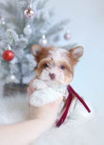 parti yorkie puppy