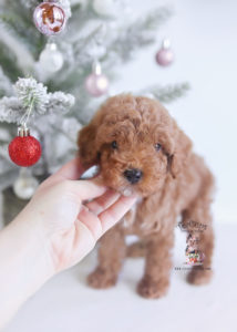 Toy Poodle Puppy