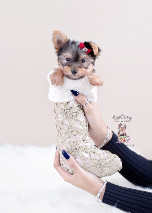 teacup yorkie stuffed animal