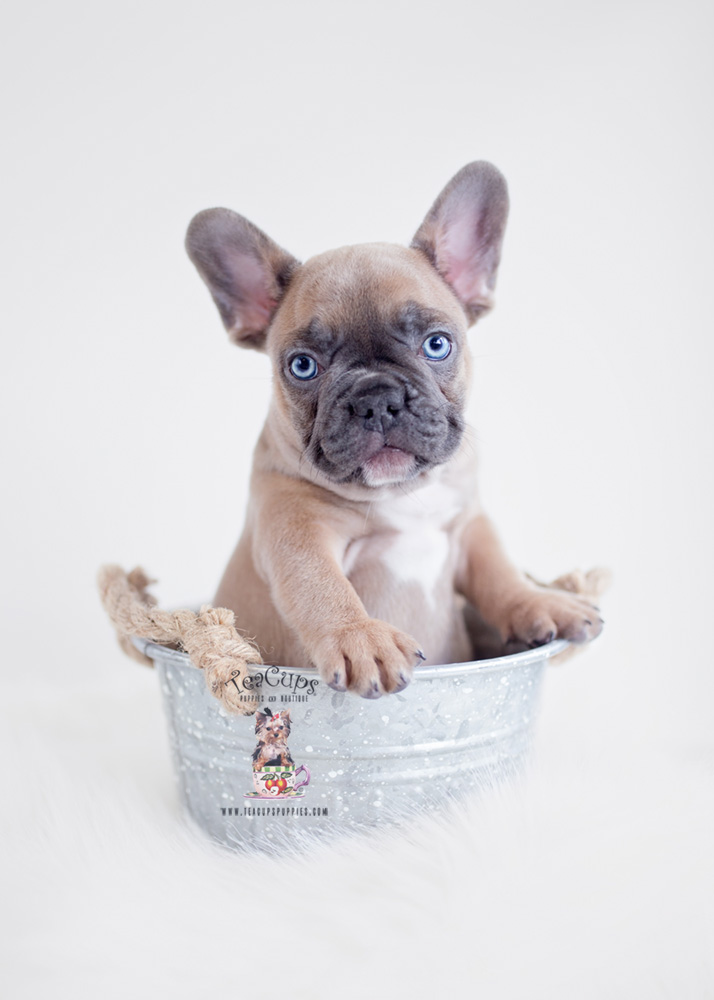 Blue Fawn French Bulldog Puppy | Teacup Puppies & Boutique