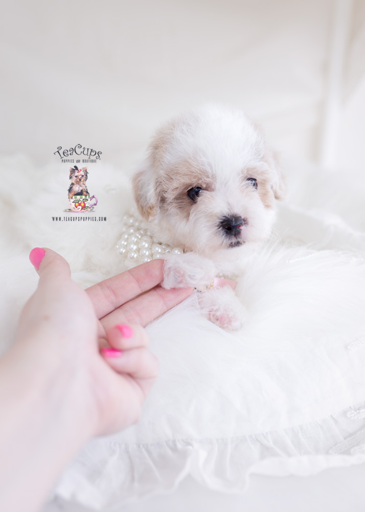 Maltipoo-puppy-for-sale-teacup-puppies-294-b | Teacup Puppies & Boutique