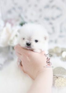 Micro Teacup Maltipom Puppy