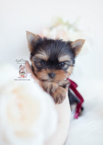 Teacup-yorkie-puppy-for-sale-teacup-puppies-009-b | Teacup Puppies ...