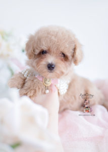 Apricot Poodle Puppy