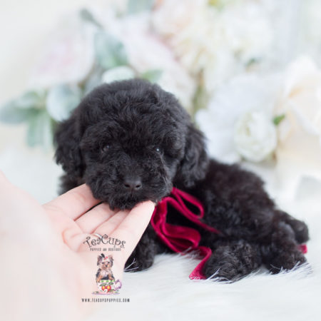 Toy Poodle Puppies South Florida | Teacup Puppies & Boutique