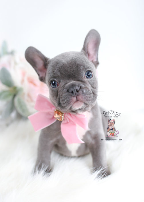 French Bulldog Puppies For Sale by TeaCups, Puppies & Boutique ...