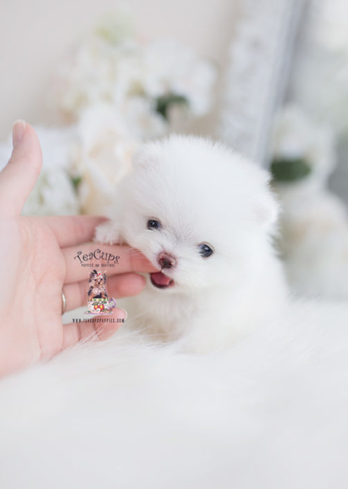 Tiny Teacup Pomeranian Puppies | Teacups, Puppies & Boutique