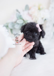 Tiny Black Poodle Puppy