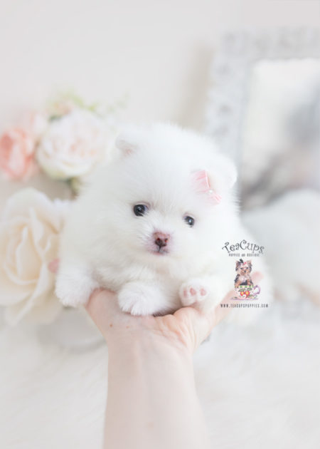 Tiny-white-pomeranian-puppy-for-sale-teacup-puppies-072-b | Teacup ...