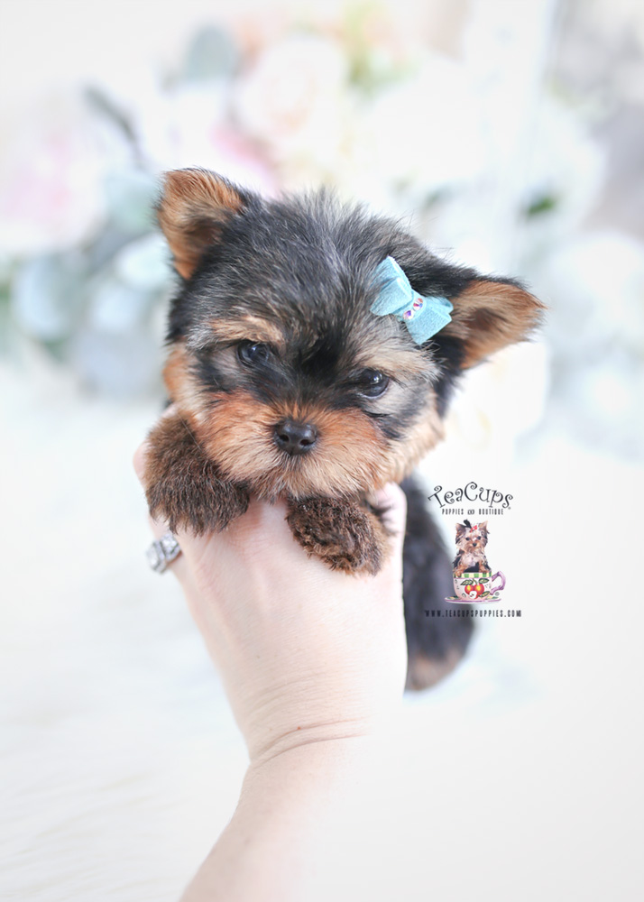 tiny-yorkie-puppy-for-sale-teacup-puppies-068-a | Teacup Puppies & Boutique