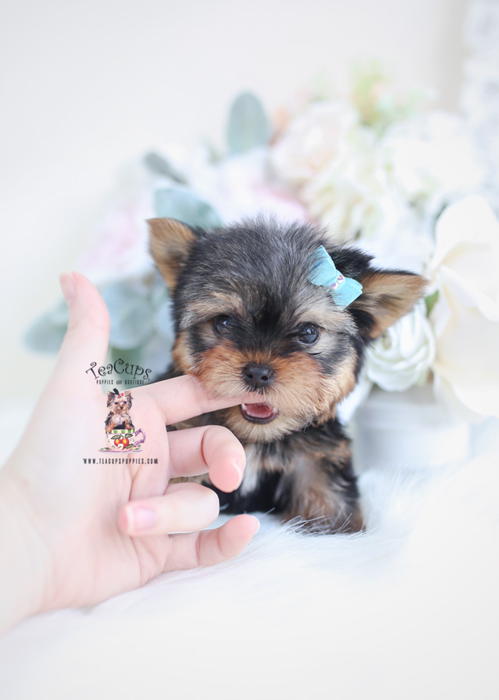 Yorkie-puppy-for-sale-teacup-puppies-068-b | Teacup Puppies & Boutique