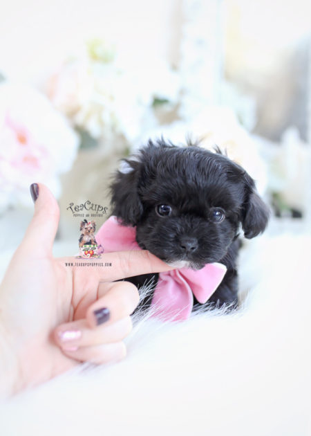 Black-maltipoo-puppy-for-sale-teacup-puppies-b | Teacup Puppies & Boutique