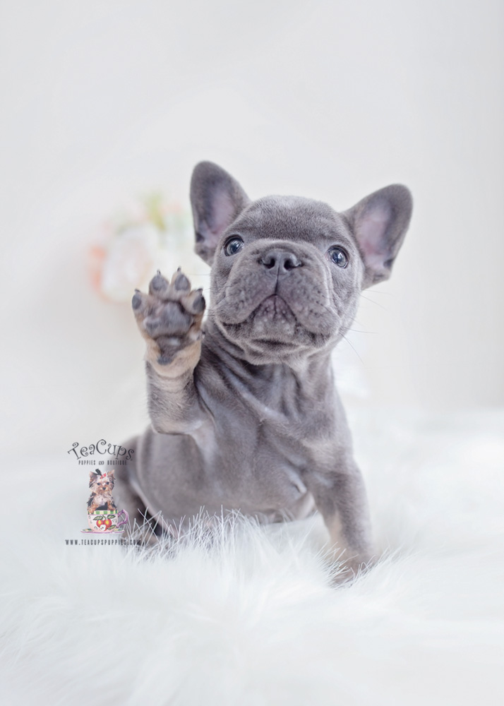 teacup french bulldog puppies for sale