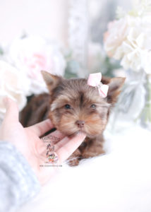 Chocolate Yorkie Puppy For Sale