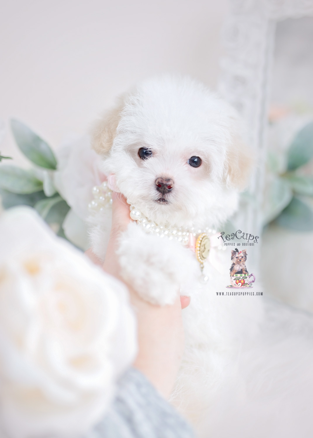 cream-toy-poodle-puppy-for-sale-teacup-puppies-111 | Teacup Puppies ...