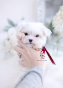 Tiny Maltese Puppy by TeaCup Puppies