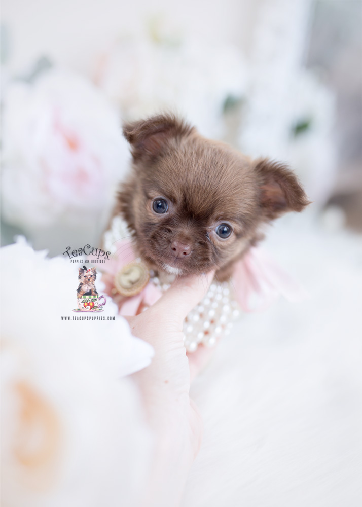 Long Haired Chihuahua For Sale | Teacup 