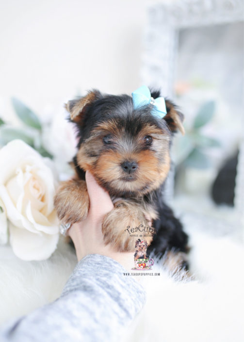 Toy Or Teacup Yorkies For Sale 