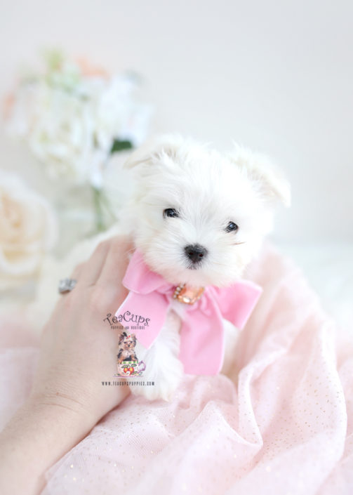 Teacup and Toy Maltese Puppies | Teacups, Puppies & Boutique