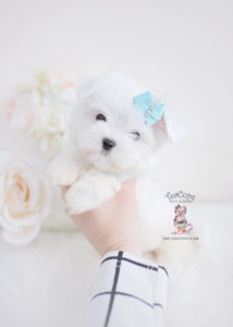 Adorable Maltese Puppy