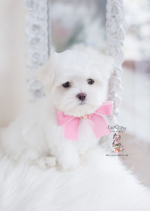 Maltese Puppy by TeaCups