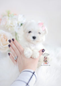 Maltese Puppy